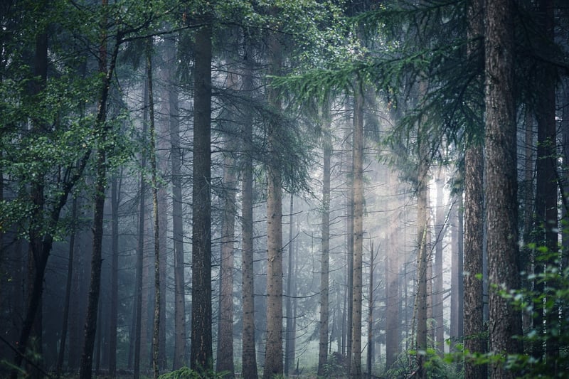 Forest Sunlight
